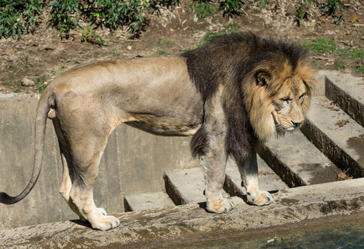 雄獅