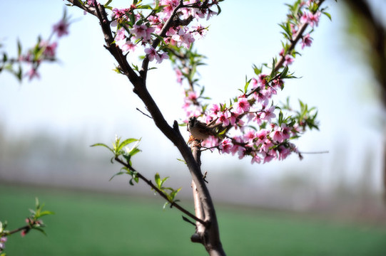 桃花