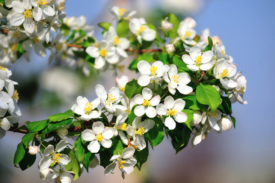 桃花