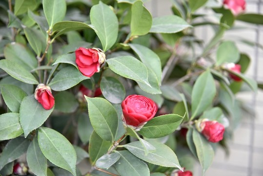 山茶花