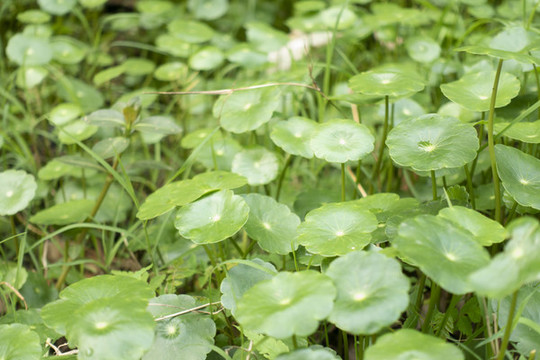 水草