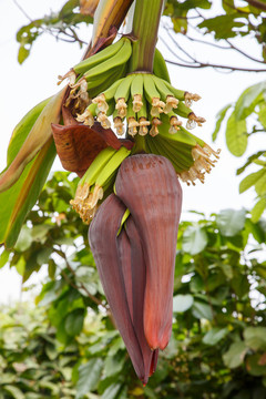 蕉蕾