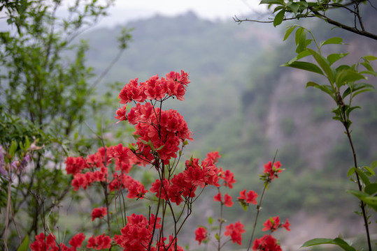 杜鵑花