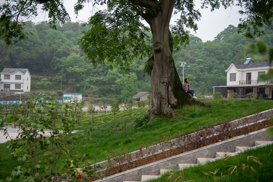 大樹(shù)