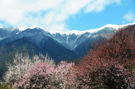 林芝桃花
