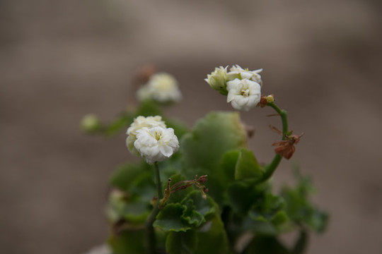 長壽花