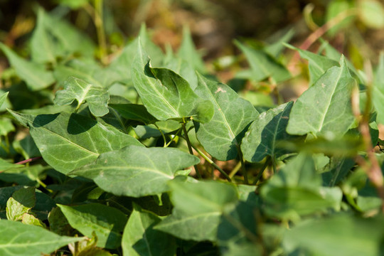 藥用植物野生何首烏
