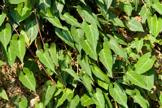 藥用植物野生何首烏