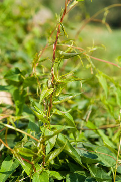 藥用植物野生何首烏
