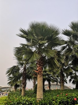 葵樹