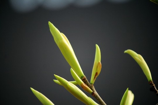 黃葛樹嫩芽