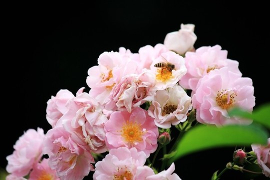 月季花