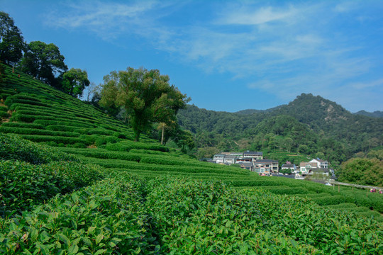 龍井茶園