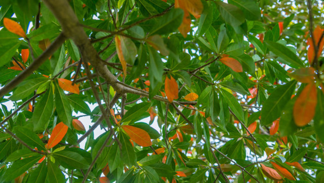 多彩樹(shù)葉