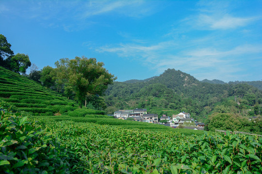 龍井茶園