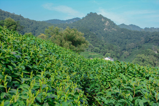 龍井茶園