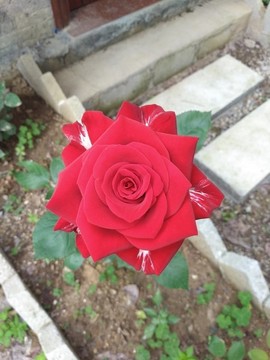 月季花