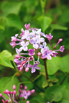 丁香