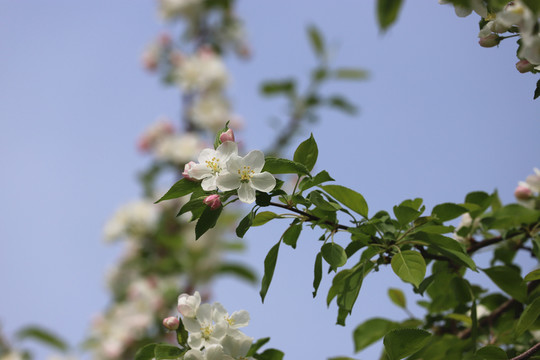 白色海棠花
