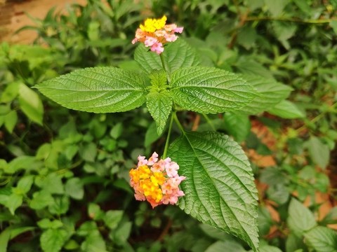馬纓丹