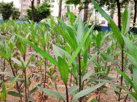 蘭花草