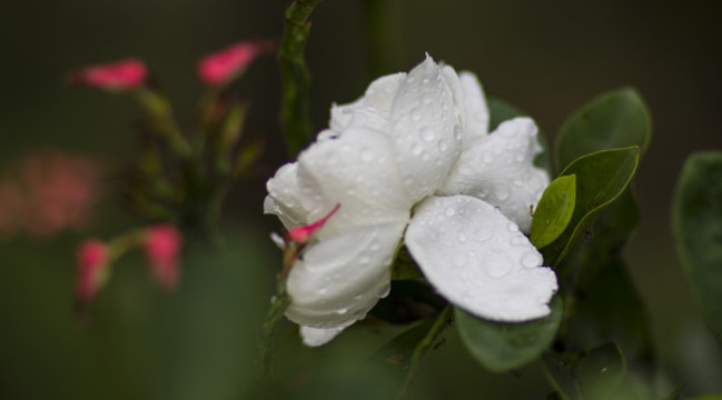 橘子花