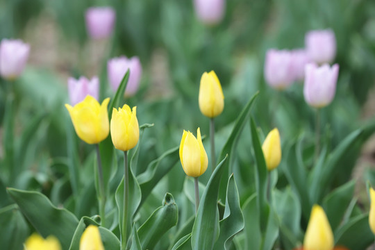 郁金香花叢