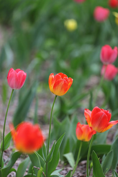 郁金香花海