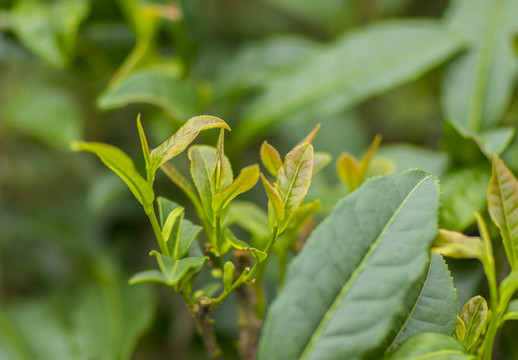 春茶