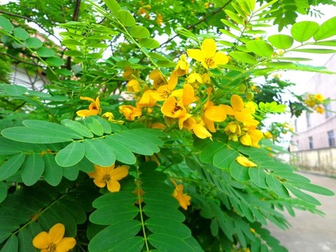 槐花