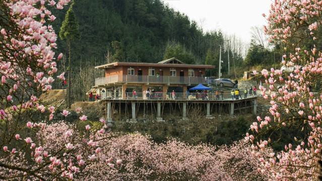 吳家后山辛夷花
