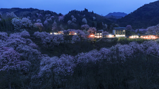 吳家后山辛夷花