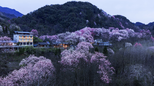 吳家后山辛夷花