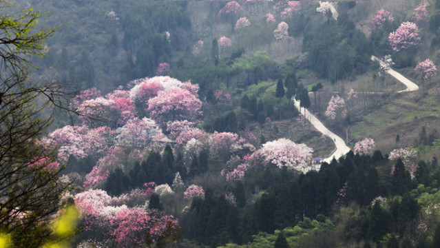 吳家后山辛夷花