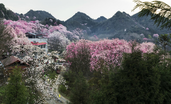 吳家后山辛夷花