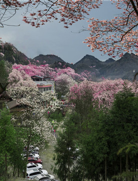 吳家后山辛夷花