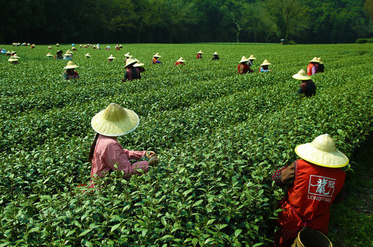 采茶