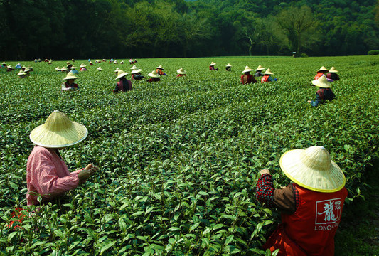 采茶