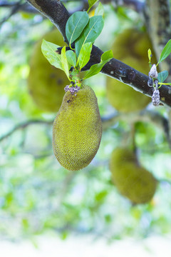 菠蘿蜜