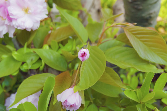 櫻花