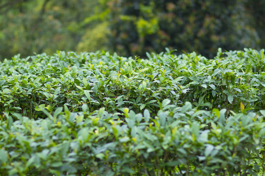 茶園