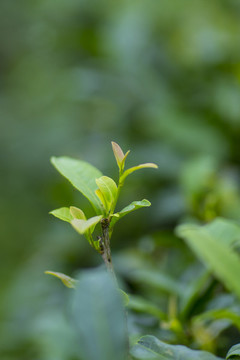 茶園