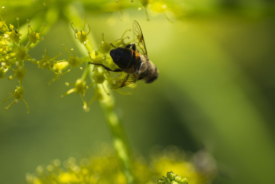 蜜蜂