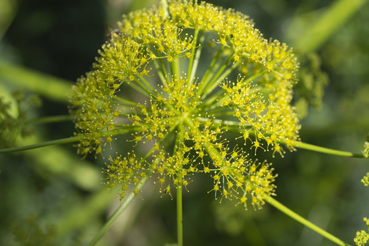 黃花