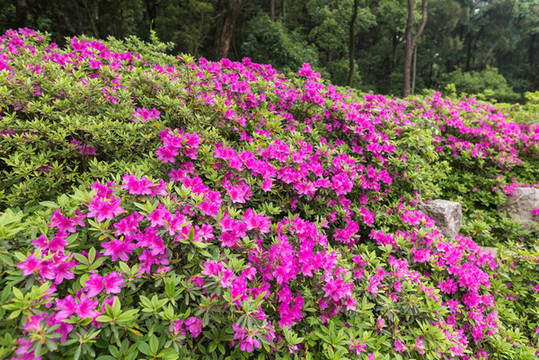 杜鵑花