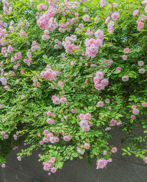 薔薇花
