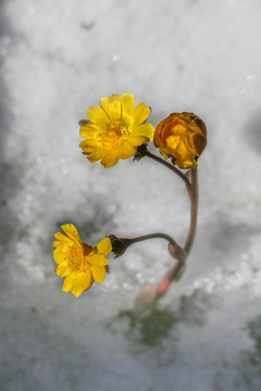 冰凌花