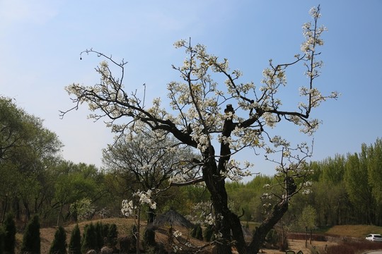 梨花