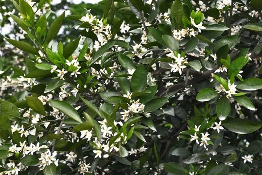 柑桔花