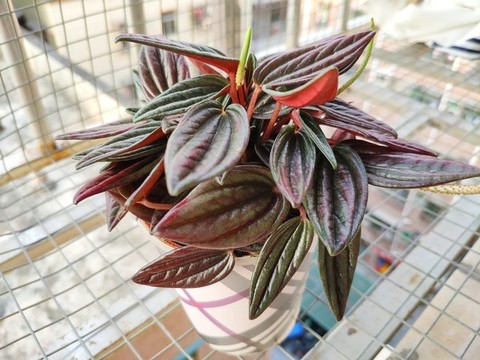 皺葉椒草